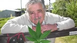 albahaca