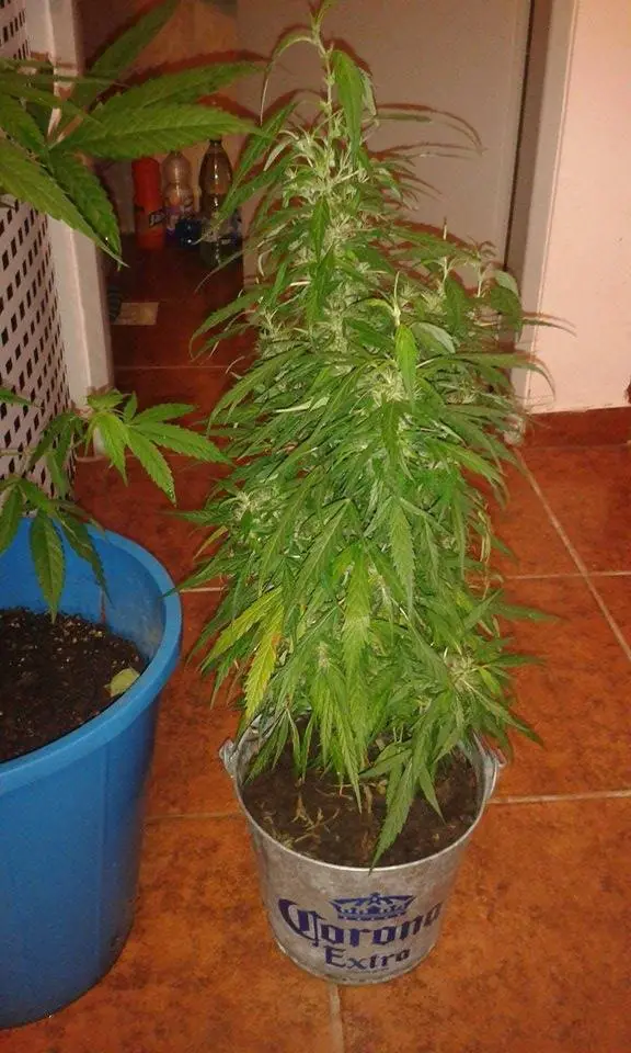 marihuana