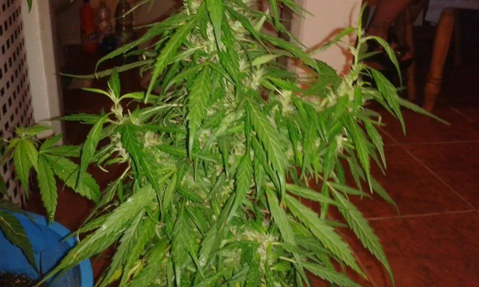 albahaca