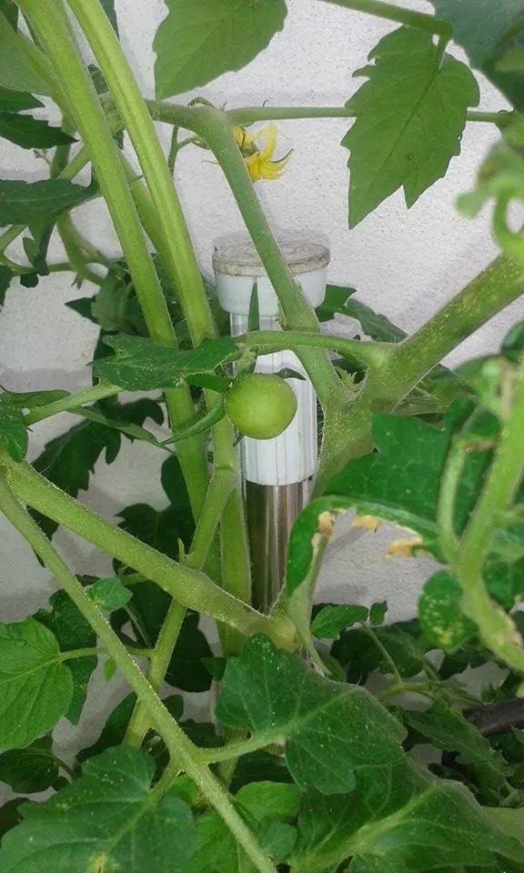 tomates