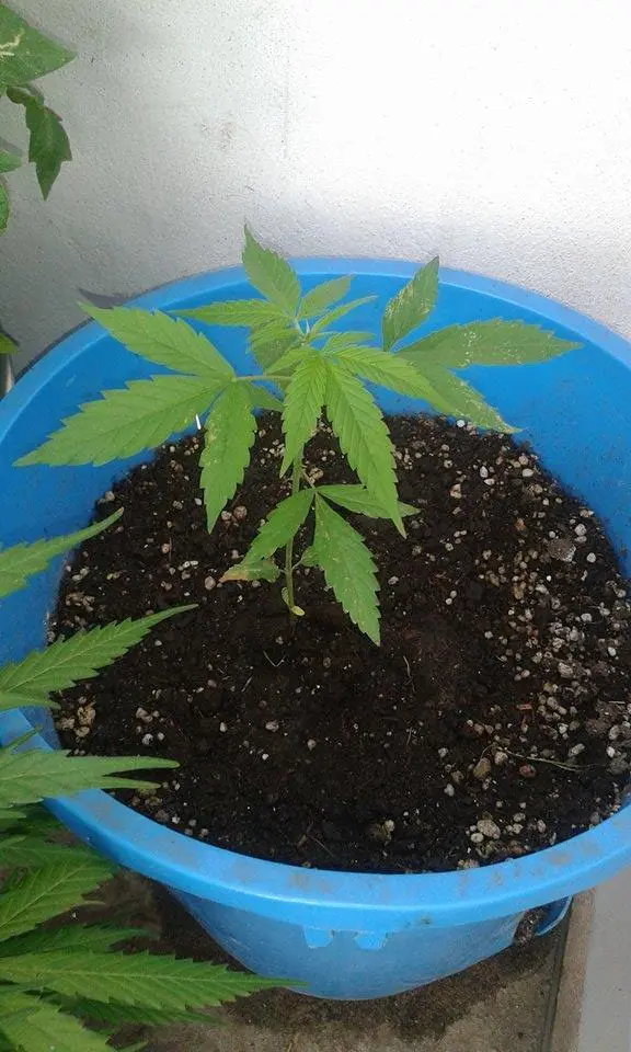 marihuana