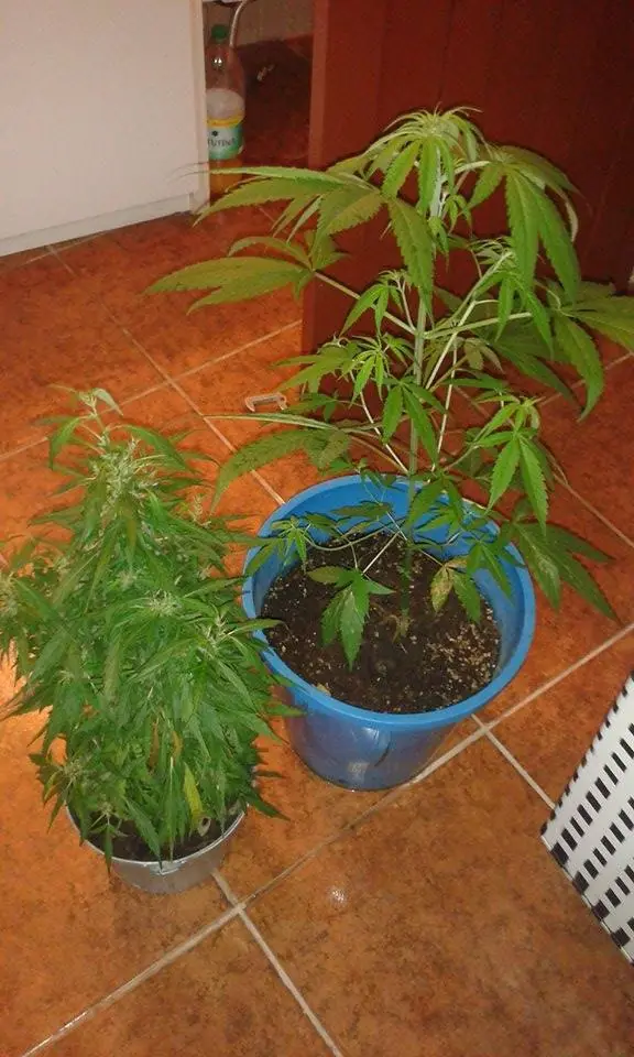 tomates