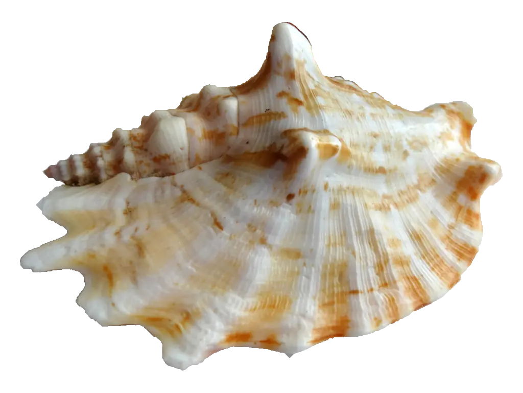 conchas