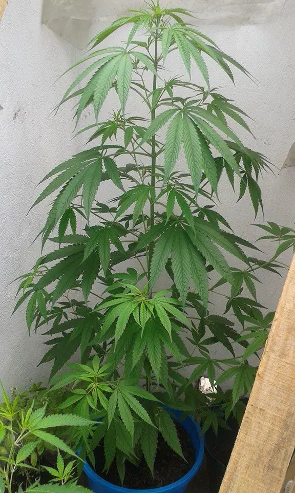 albahaca