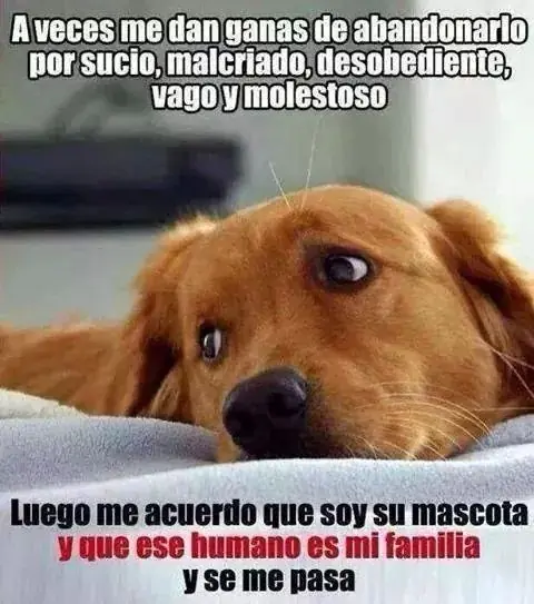Humor Gráfico - Memes 1.0 DF Humor Gráfico - Memes 1.0 DF
