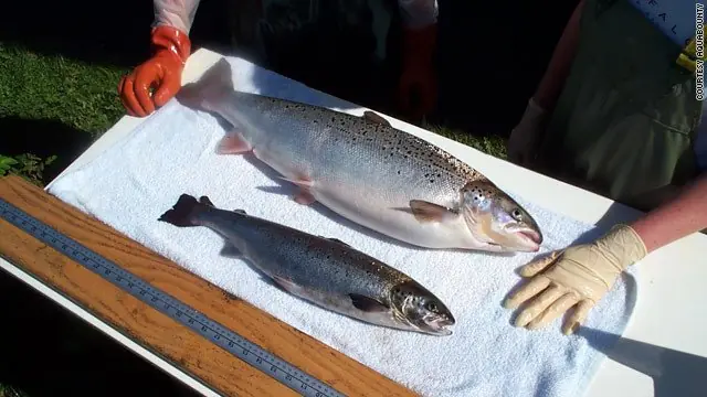 pescado