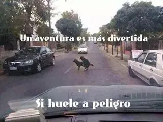 imagenes