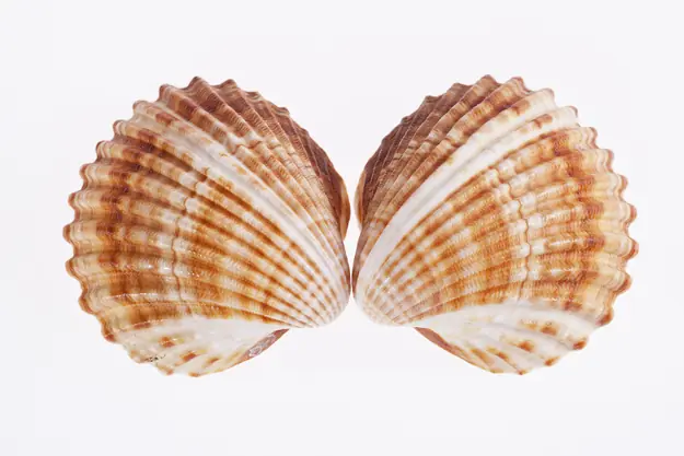 imagenes de conchas