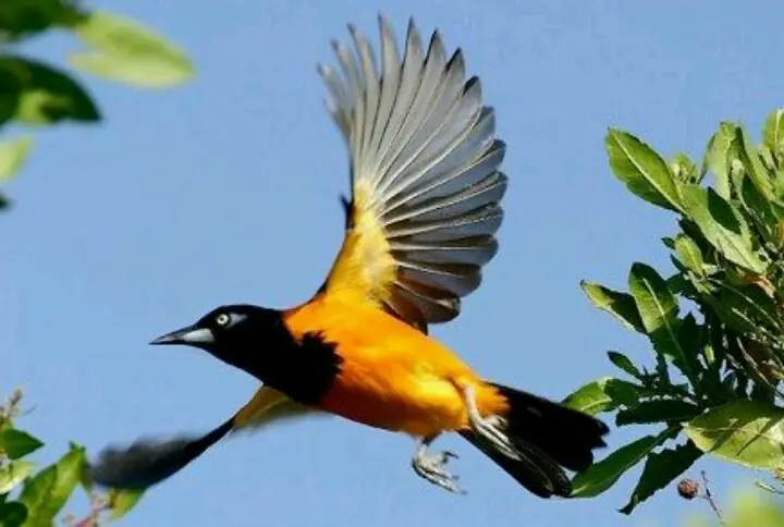 Aves nacionales de Sudamerica