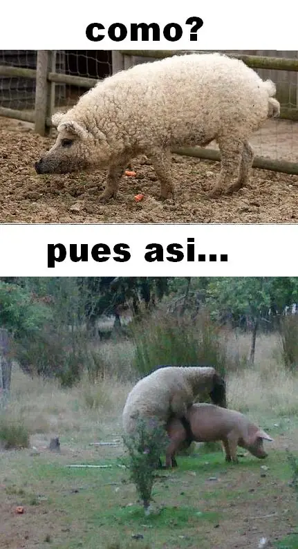 imagenes divertidas