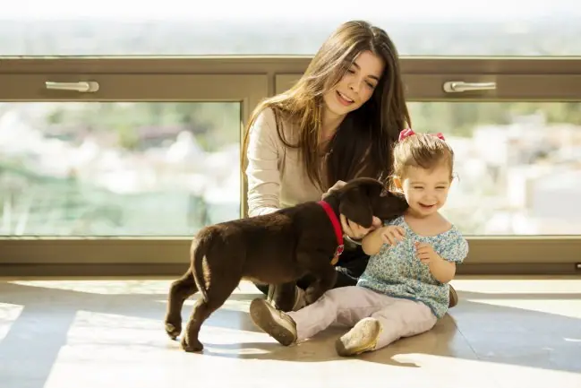 9 Razones por las que una familia debería tener un perro. 9 Razones por las que una familia debería tener un perro.