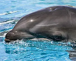 Animales