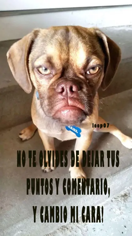 perro perro