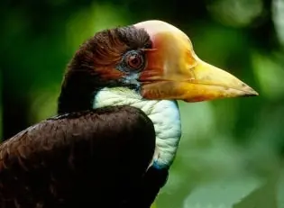 mas