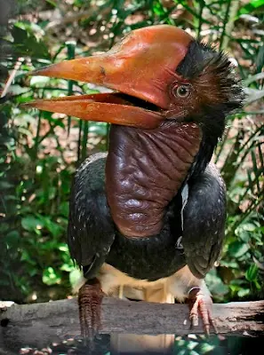 raros