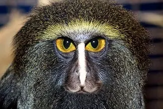 Animales raros Y Su Informacion