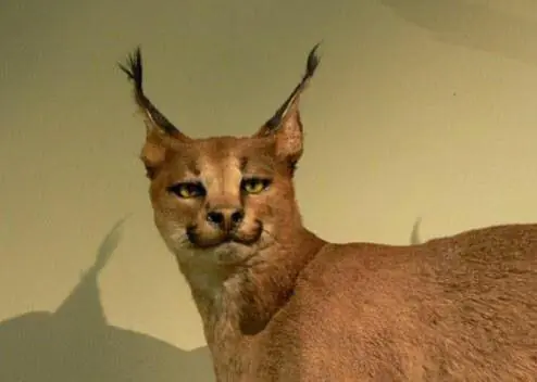 taxidermia