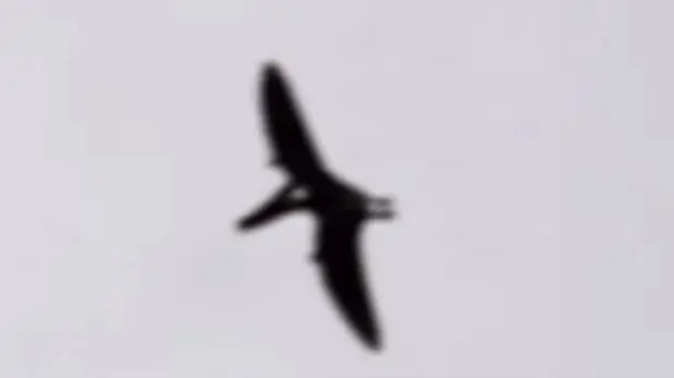 pterodactilo