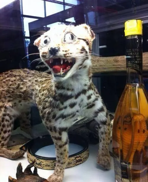 Cuando la taxidermia sale mal (segunda parte)