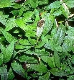 hibridos