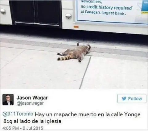 mapache mapache