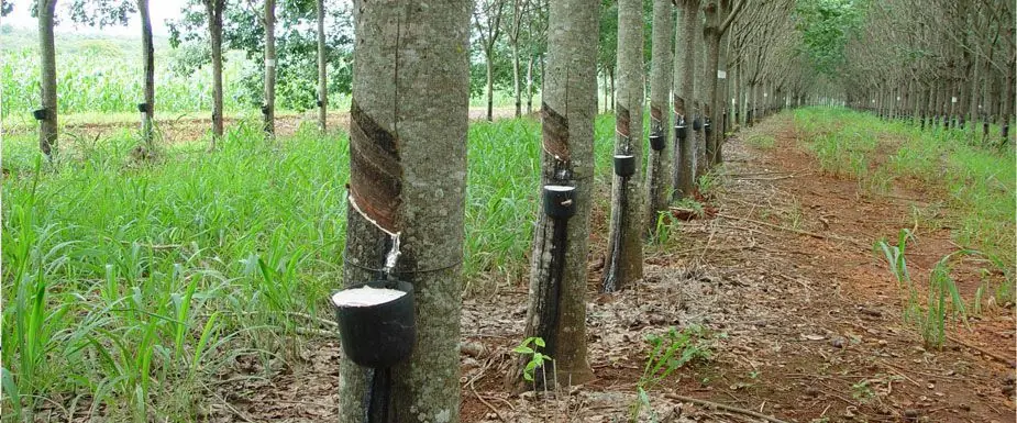 mano de obra esclava mano de obra esclava