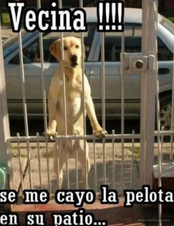 humor