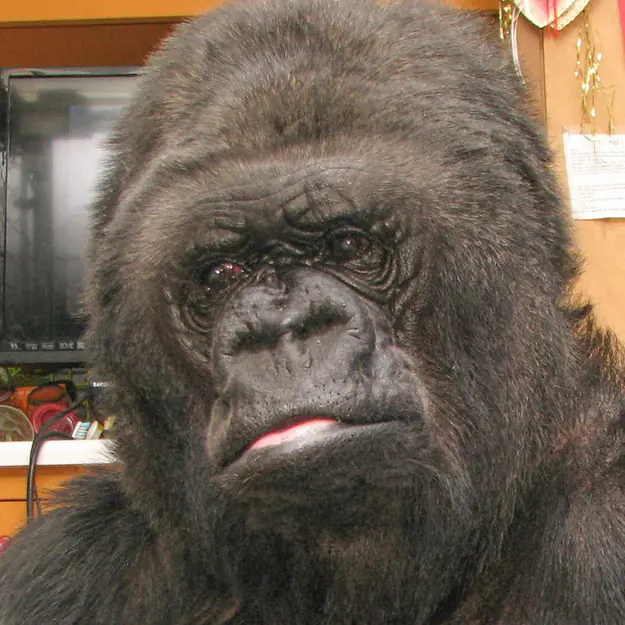 gorilla
