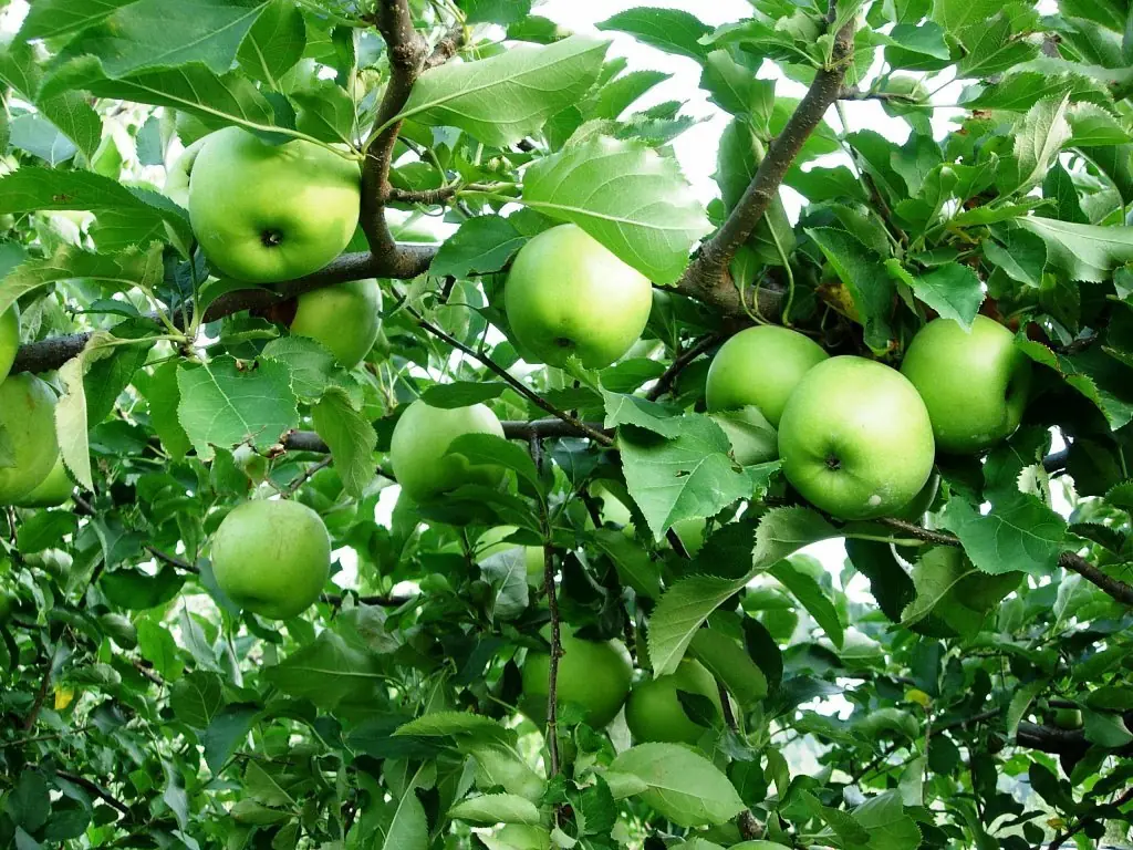 calorias negativas para bajar de