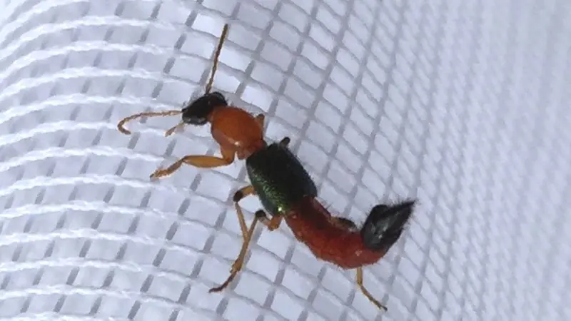 paederus paederus