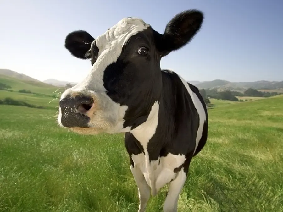 Vacas, caballos, perros y bebés made in china