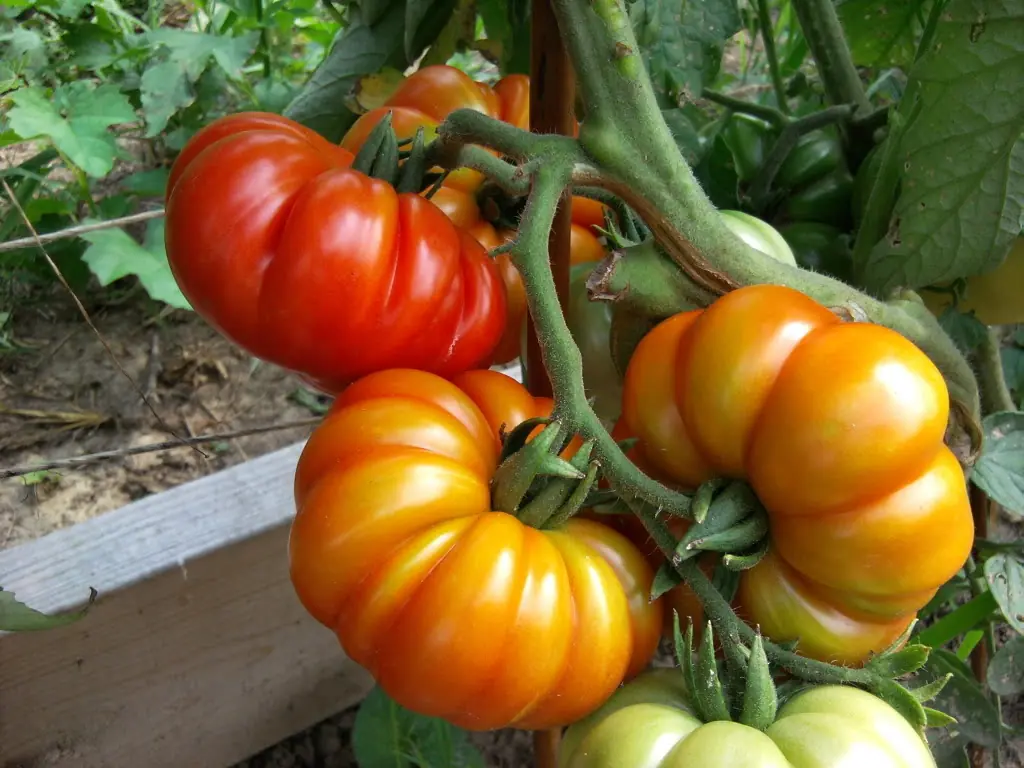 10 Alimentos Milagroso de Calorías Negativas Para Bajar Peso
