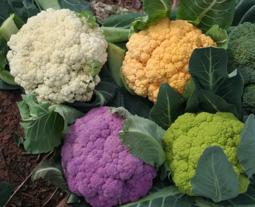 calorias negativas