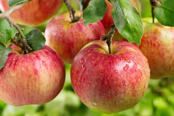 10 Alimentos Milagroso de Calorías Negativas Para Bajar Peso