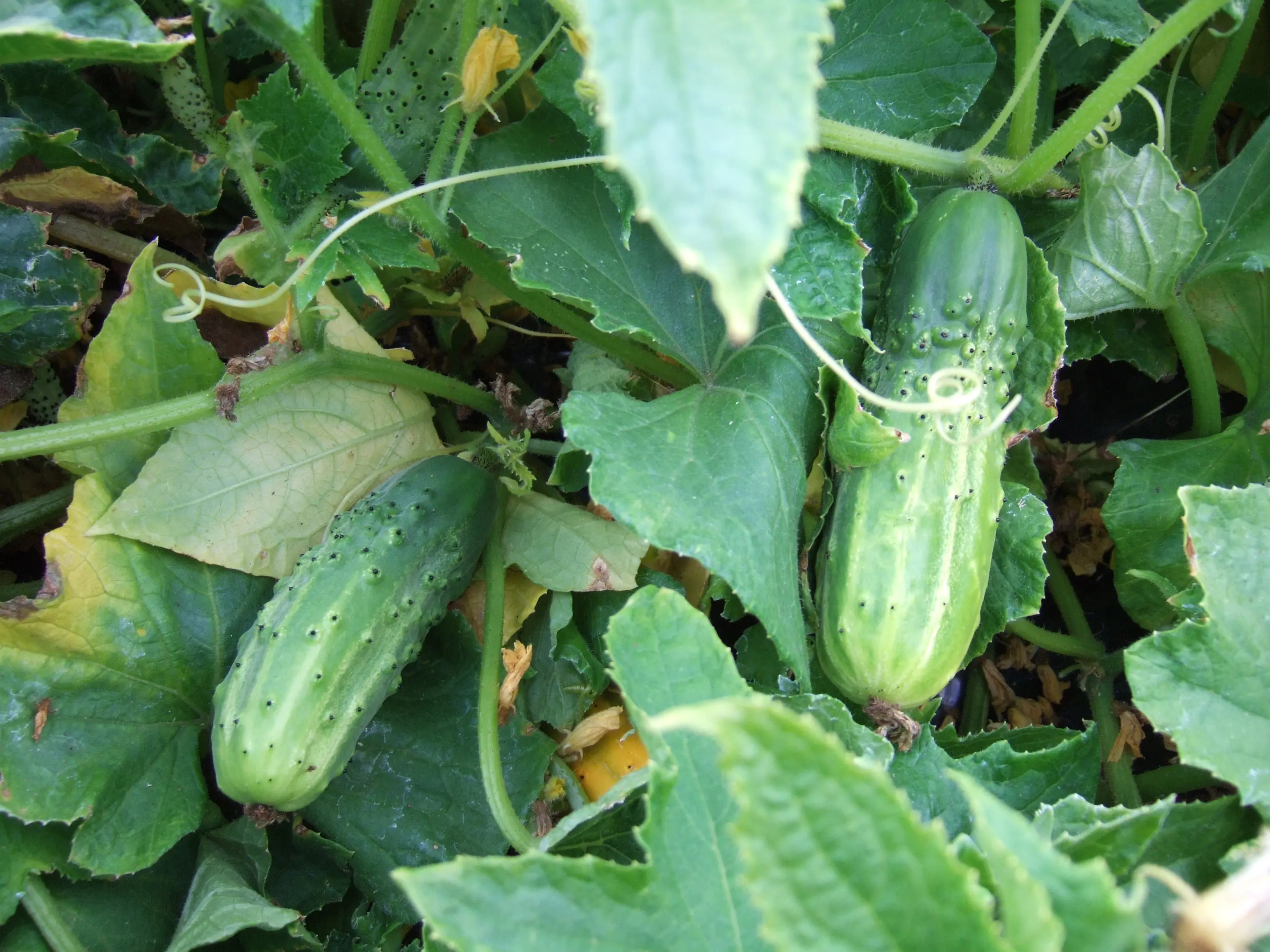 alimentos para bajar de peso