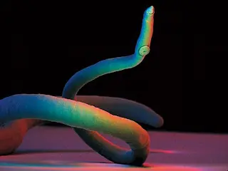 maximo