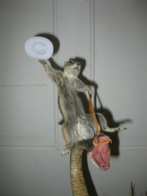taxidermia