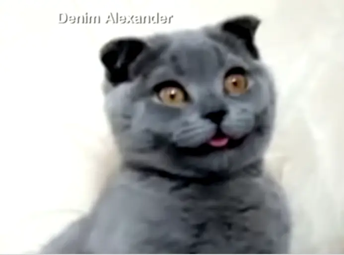Gatos Soviéticos ,Mascotas