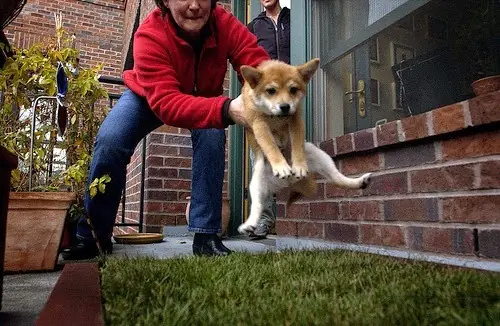 perro