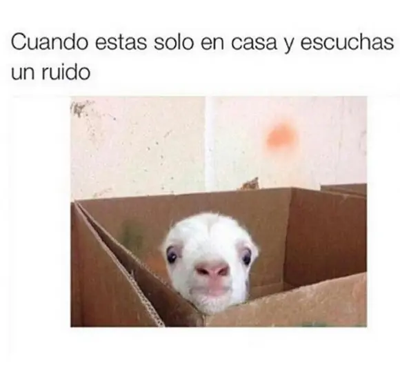 imagenes divertidas