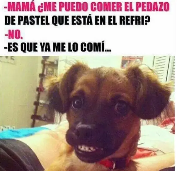 imagenes divertidas