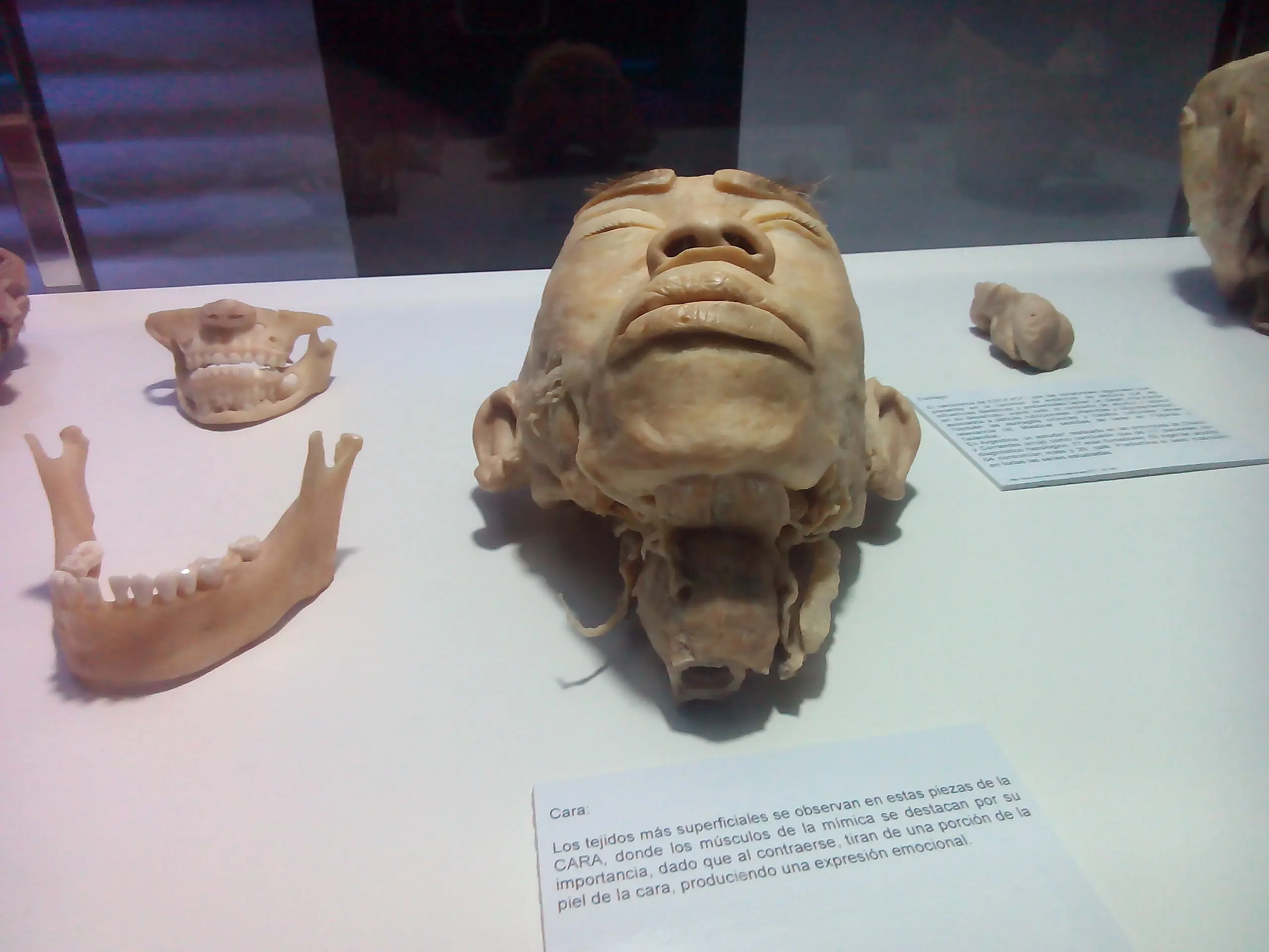 cuerpo humano cuerpo humano
