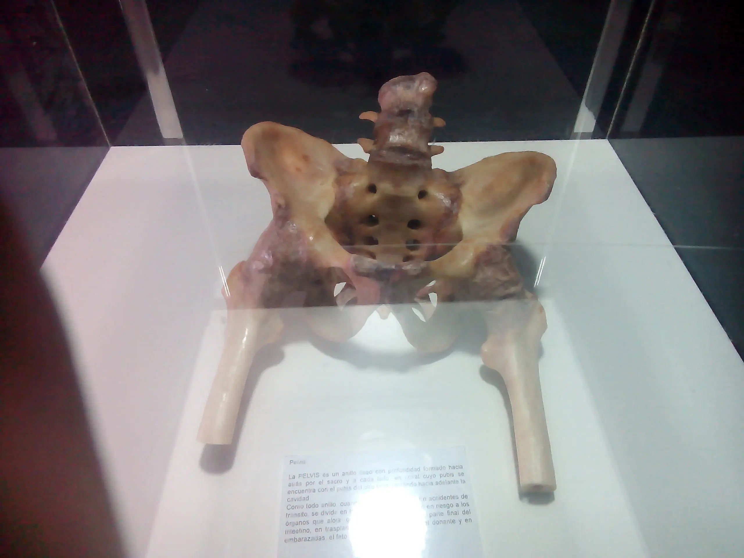 cuerpo humano cuerpo humano