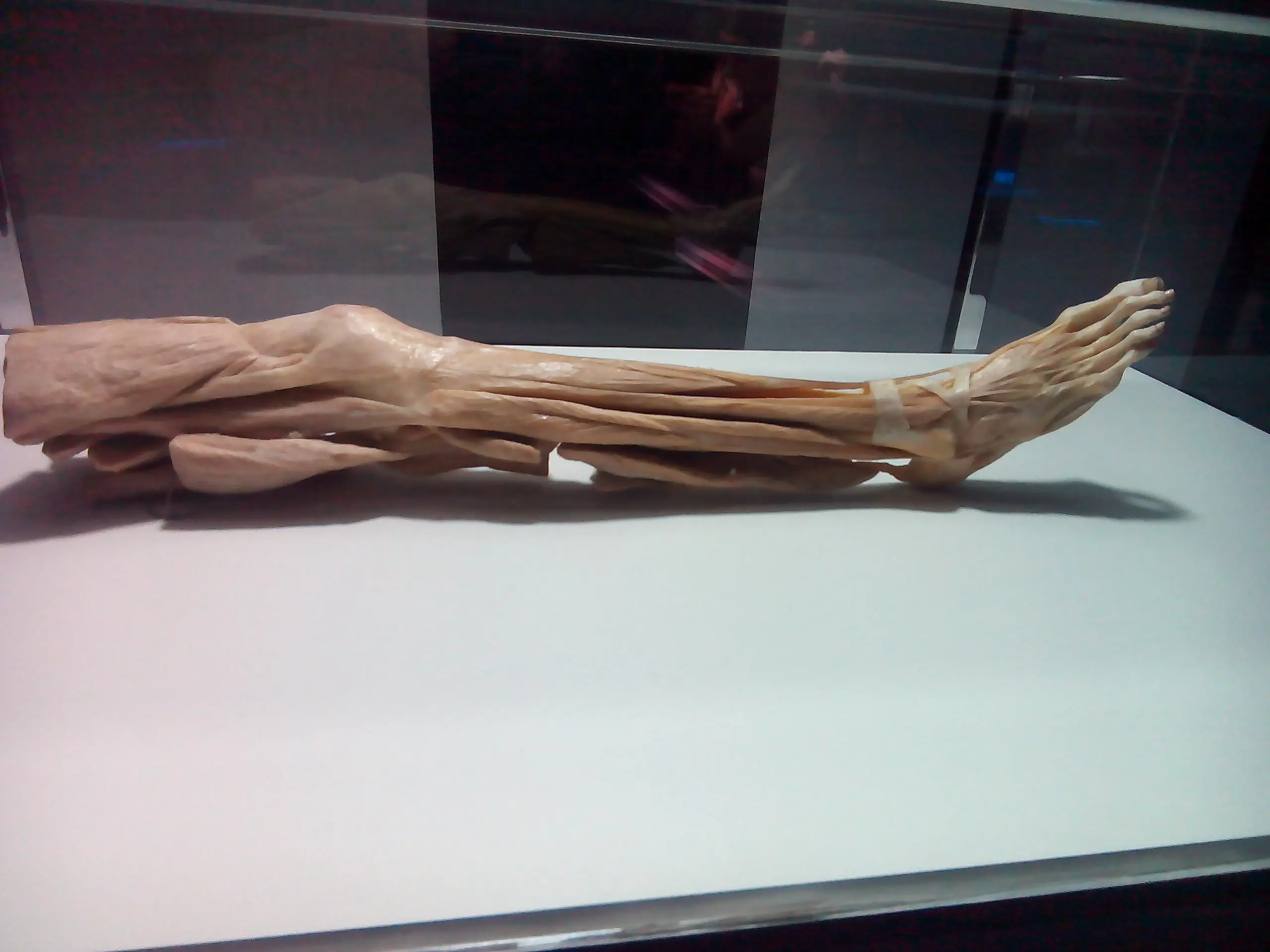 human bodies human bodies