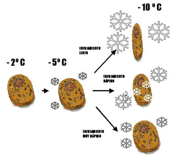 ¿Porque sentimos que el hielo quema?