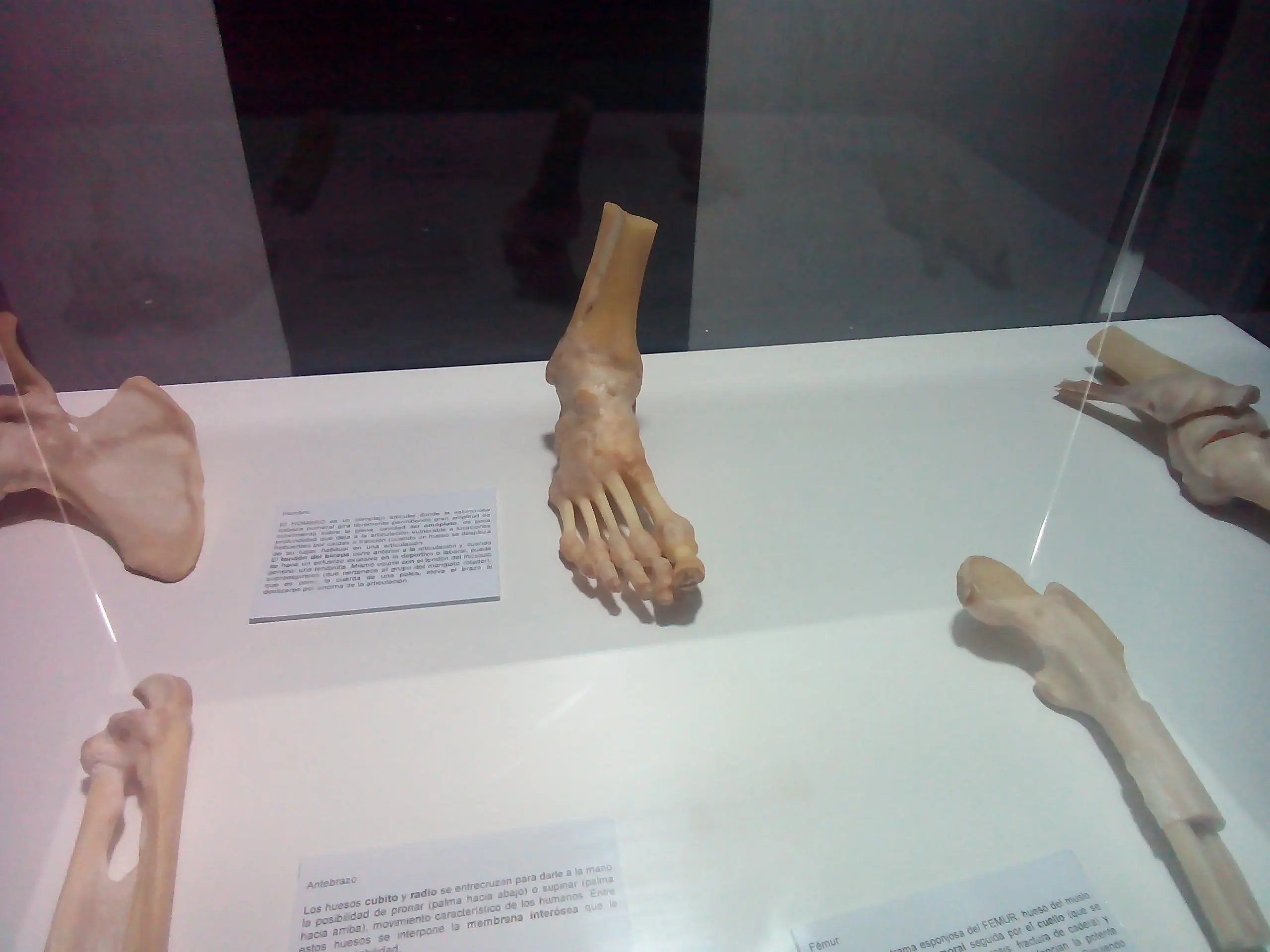 human bodies human bodies