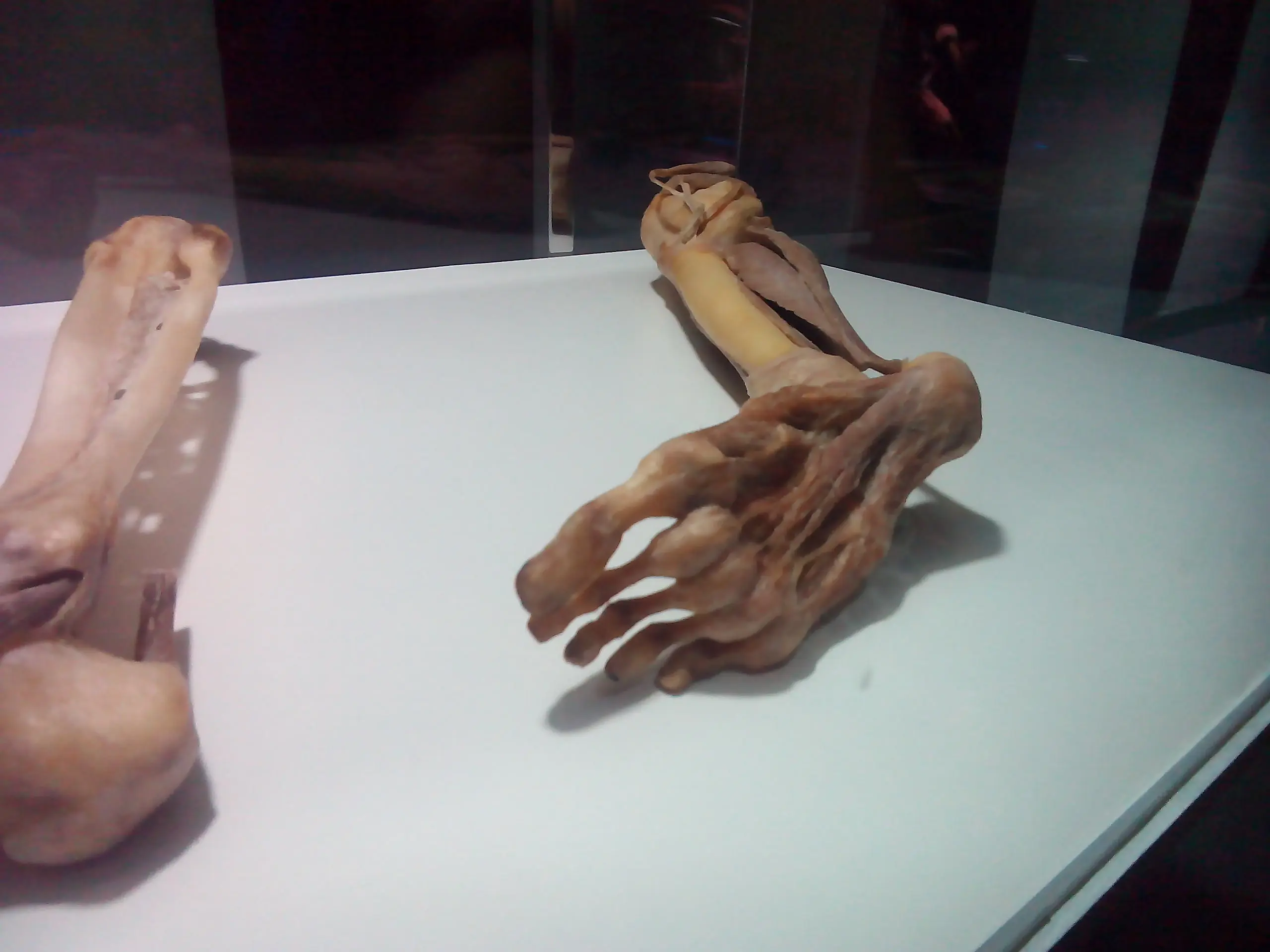 cuerpo humano cuerpo humano