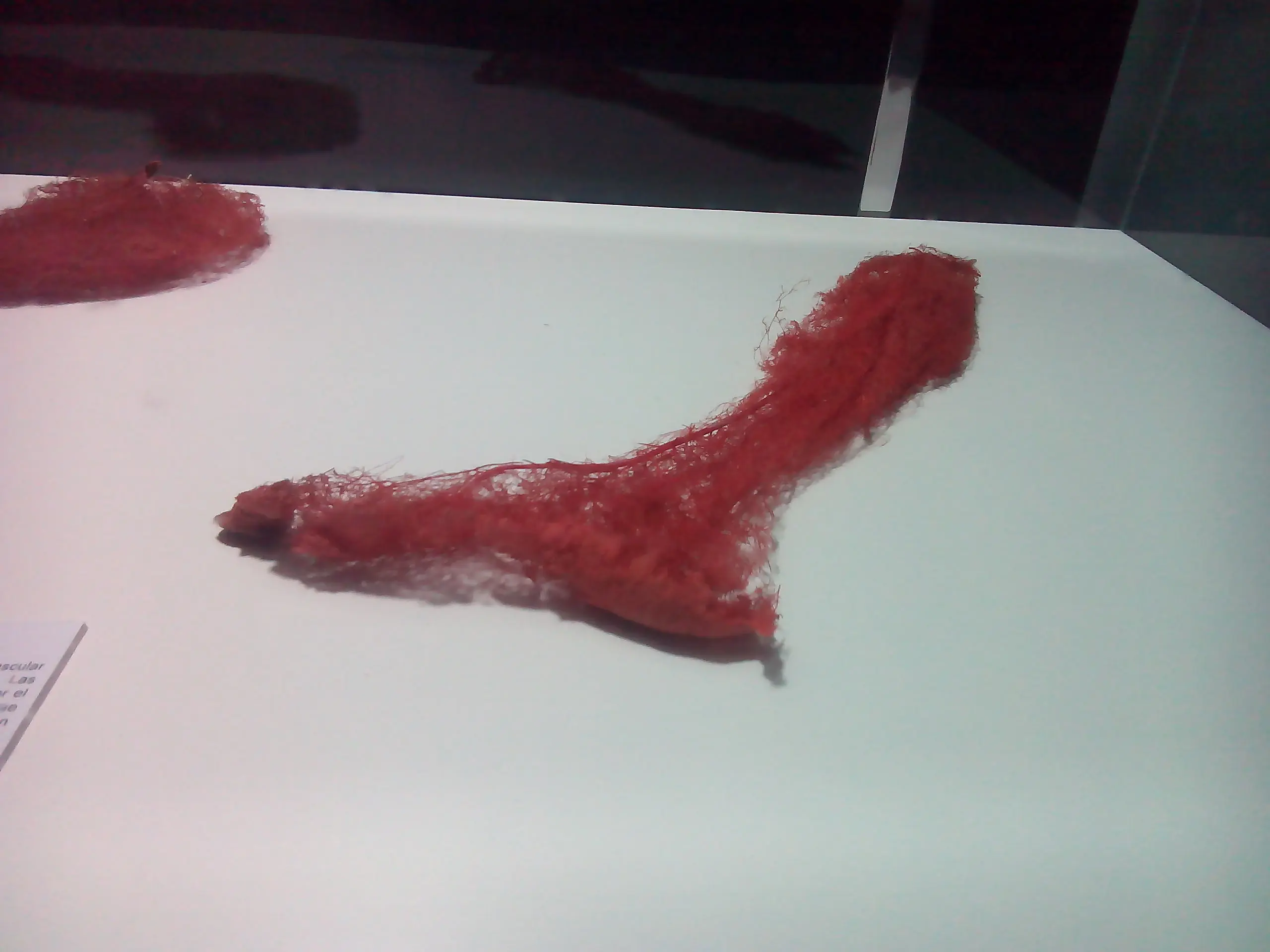 cuerpo humano cuerpo humano