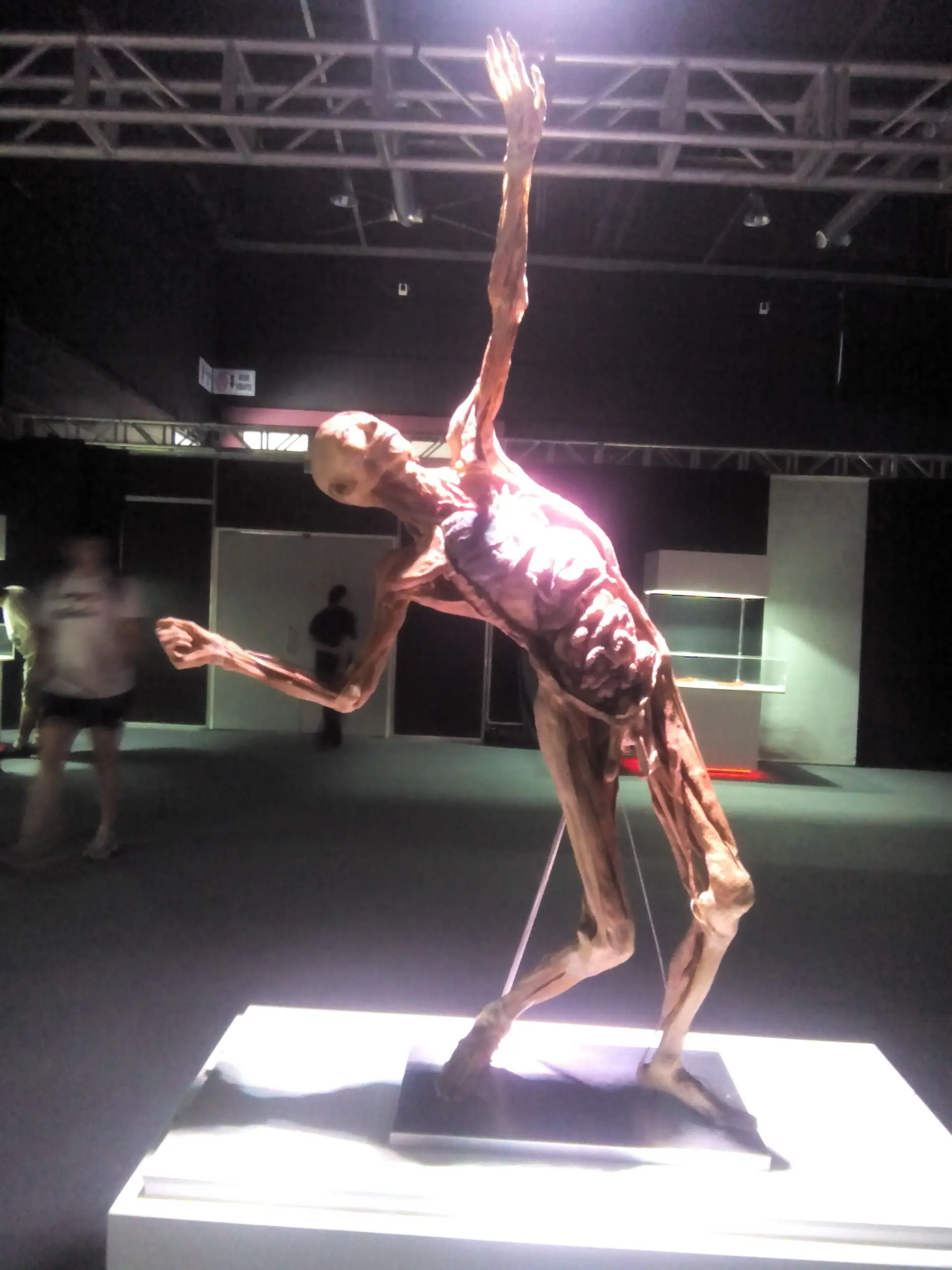 cuerpo humano cuerpo humano