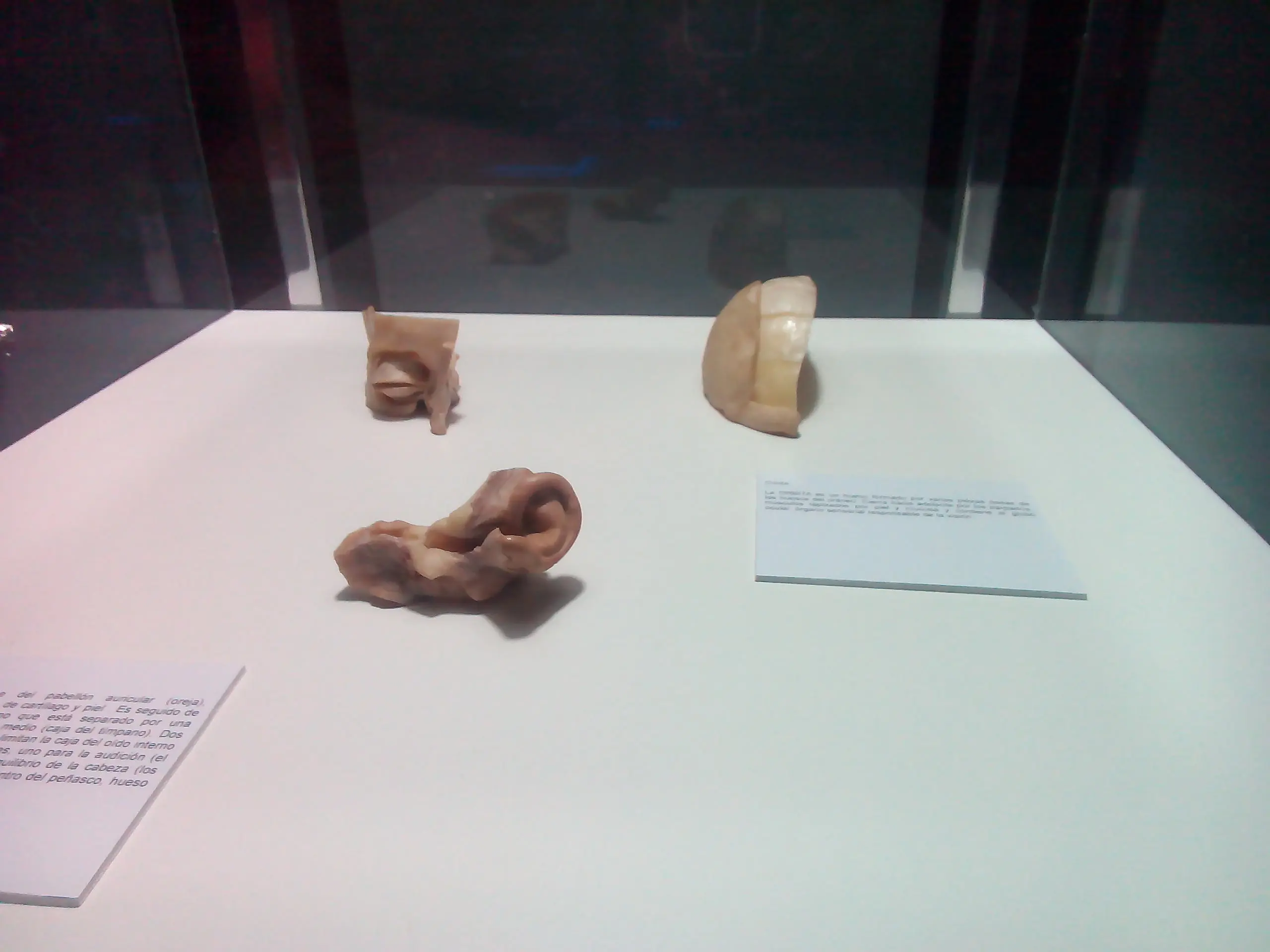 Fui a una fiambreria y te lo muestro (Human Bodies) Fui a una fiambreria y te lo muestro (Human Bodies)